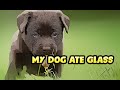 My Dog Ate Glass