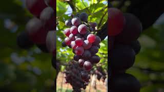 Jenis Grape Farm  (Cumbum) #grape #grapefarm #theni #Jenisgrapefarm