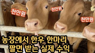 한우 한마리 팔면 농장은 얼마를 벌까? (경매 낙찰가 공개)