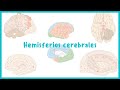 NEUROANATOMÍA | Hemisferios cerebrales y corteza cerebral | Blasto Med