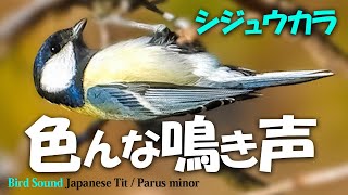 良く鳴くシジュウカラ 色々な声の変化【野鳥の鳴き声】