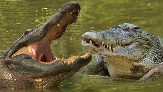 CROC VS ALLIGATOR WHO DO YOU THINK WOULD WIN?