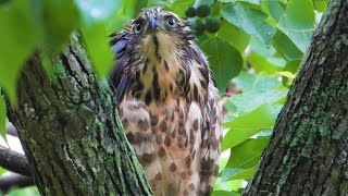 20200804 已數日不見小寶紅78蹤影、持續有鳳頭在公園進出、遇見8/4當日野放的大寶橘N2【大安森林公園鳳頭蒼鷹Crested Goshawk】