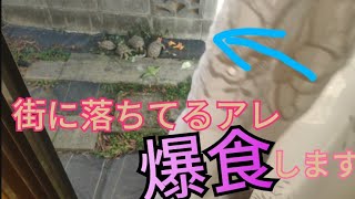 リクガメ野生化97  完全屋外飼育リクガメのエサ、街に落ちてます　　Tortoise food is falling in the city