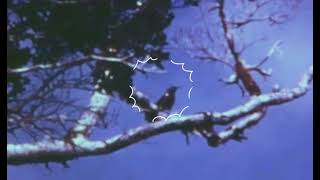 Footage of the Kauai Ō’Ō bird