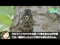 火が必要！三国志時代から今も続く日本と違う蝉取りの方法を紹介