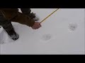 mountain lion hunting with west siberian laika bc canada.