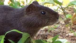 Preá (Brazilian Guinea pig) - Cavy - Cavia aperea - Capelinha / Angelândia - MG