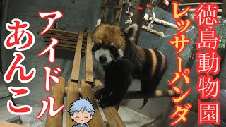 とくしま動物園のレッサーパンダあんこ～4回目～#徳島#レッサーパンダ  #とくしま動物園#徳島市   #あんこ #ライオン#阿波おどり#カプリTube#japan #japanese#animals