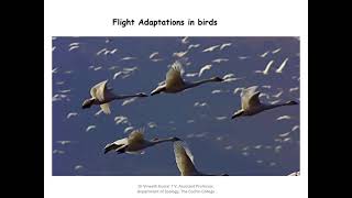 Aves (Birds) flight adaptations part 1