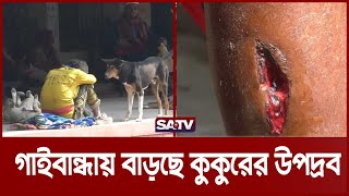 গাইবান্ধায় বাড়ছে কুকুরের উপদ্রব | Dog Bite | Gaibandha News | SATV NEWS