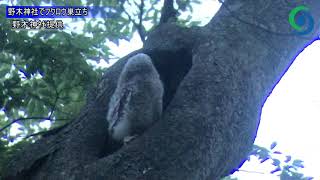 野木神社でフクロウ巣立ち