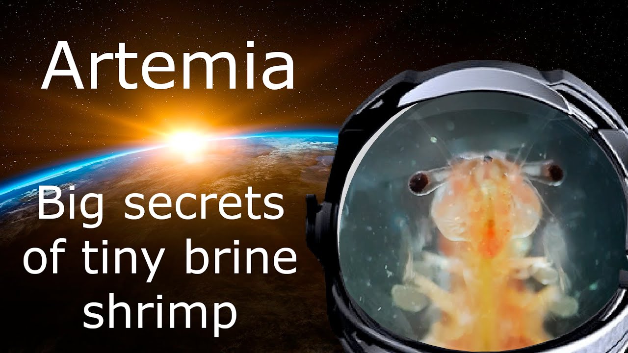 What Is Artemia? All About Brine Shrimp: Interesting Facts, Anatomy ...