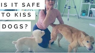 Is It Safe to Kiss Pets? Dog Functional Behavior Is It Safe to Kiss Pets? Dog Functional Behavior