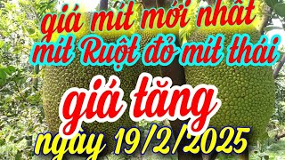 giá mít mới nhất ngày 19/2/2025