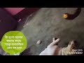 বদ দাদা শুধু জ্বালিয়েই যাচ্ছে বাপু