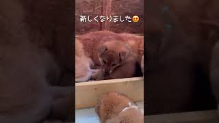 ようやく猛暑からの脱出💨 #柴犬 #こいぬ