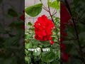 ফুল পরিচিতি ৮ নামঃ red panchamukhi joba hibiscus পঞ্চমুখী জবা