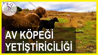 AV KÖPEKLERİ | AV KÖPEĞİ EĞİTİMİ | YAVRU KOPAY TAVŞAN EĞİTİMİ | AV KÖPEĞİ