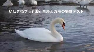 いわき街ブラV log 白鳥とカモの撮影テスト