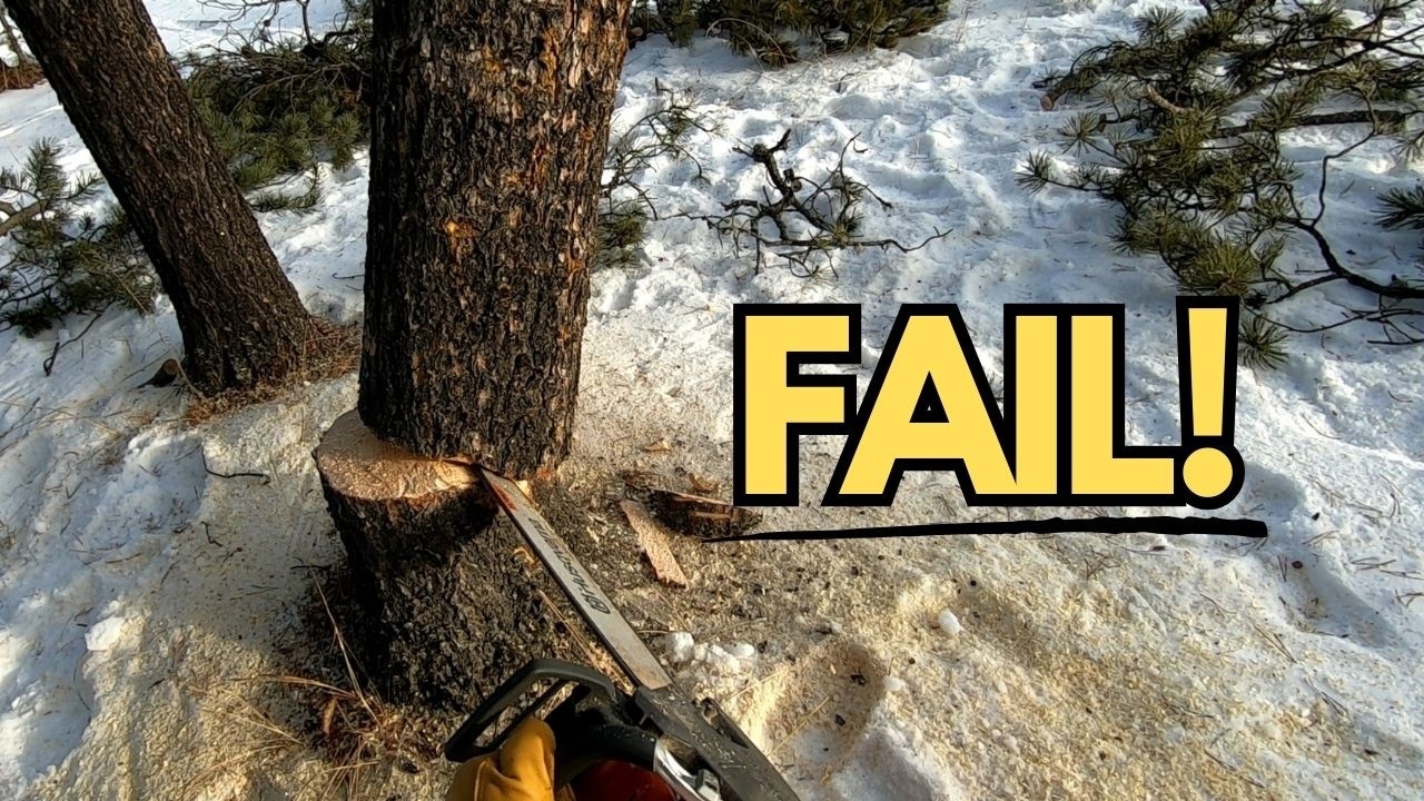 Tree Felling Fail Need Advice Youtube