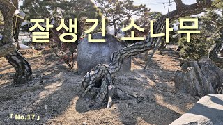 근장부가 잘 생긴 소나무 (No.17 판매중 4천만원)