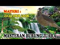 CUCAK TIMOR||CUCAK TIM TIM GACOR MASTERAN AMPUH RANSANGAN BUNYI BURUNG BAHANAN