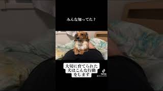 大切に育てられた犬はこんな行動をします。#shorts