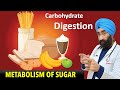 How your body Digests Carbs & Sugar | Live free Special Class on Unacademy | Dr.Education