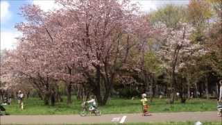 真駒内公園~お花見編(20130521)