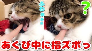 あくびした瞬間に指ズボされた子猫#8【スコティッシュフォールド】- かわいい猫 2019