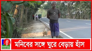 মানুষের বন্ধু হাস, শুনে মানুষের কথা | Banglavision News