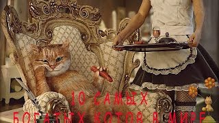 КОТЫ. САМЫЕ БОГАТЫЕ КОТЫ В МИРЕ.