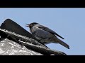 black redstart voice hausrotschwanz gesang