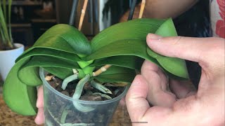Rehabilitating Dehydrated Orchids: Semi-hydroponics