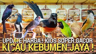 RAJANYA GACOR ! KICAU KEBUMEN JAYA LEBIH KIOS REKOMENDASI PASAR BURUNG PRAMUKA HARI INI