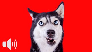 10 Sounds Dogs React To Instantly 🐶 (Try This!)