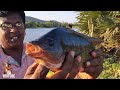 ஏரியில் பிடித்த நாட்டு ஜிலேபி u0026 புரோட்டி மீன்கள் lake country fishes vol 69🐟🤩💥