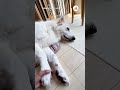 トントンより手をつなぎたい｜peco ホワイトシェパード 大型犬 愛犬家 大型犬のいる生活 whiteshepherd dog doglover doglife