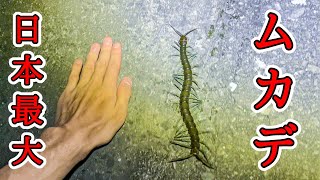 最大30cm！日本最大の超巨大な新種のムカデを発見！【野生生物観察ドキュメンタリー】