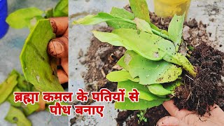 ब्रह्म कमल की कटिंग कैसे लगाएं | ब्रह्म कमल कटिंग ग्रो | brahma kamal propagation