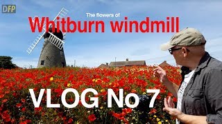 The flowers of Whitburn windmill