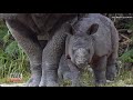 rhino runs away after revealing gender of his baby