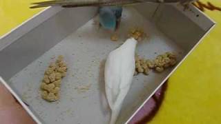 一緒に粟穂を食べよう（オカメインコ、マメルリハ、セキセイインコ）