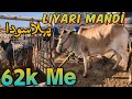 Liyari Cow Mandi Latest Update |25-Apr-2024| Sirf 62 Hazar Me Qurbani Ka Janwar | Qurbani 2024