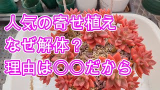 【多肉植物】【寄せ植え】可愛い寄せ植え、解体時期を見極める