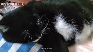 把自己当成人得小猫咪。。#今日份的小可爱已上线