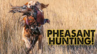 PHEASANT Hunting in South Dakota - PHEASANTS EVERYWHERE!