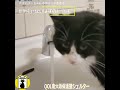 【qol南大阪保護猫シェルター】赤外線をうまく利用して水を飲む野良猫