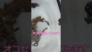 水汲みバケツの中　＃アングラーズ動画でステラ